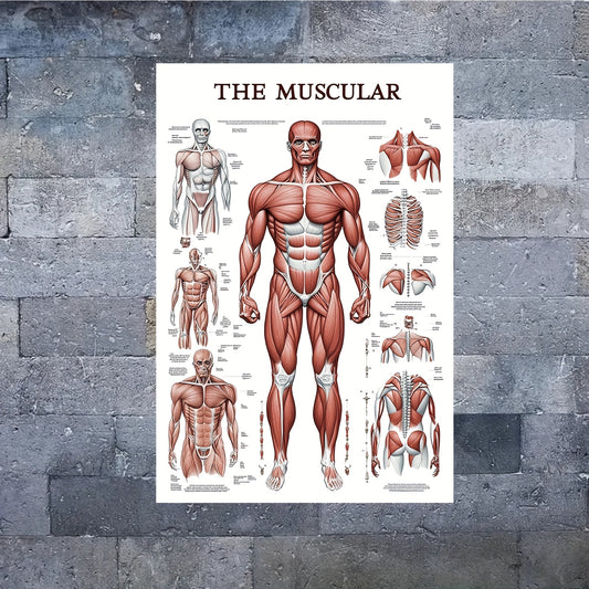 Human Muscular System Poster