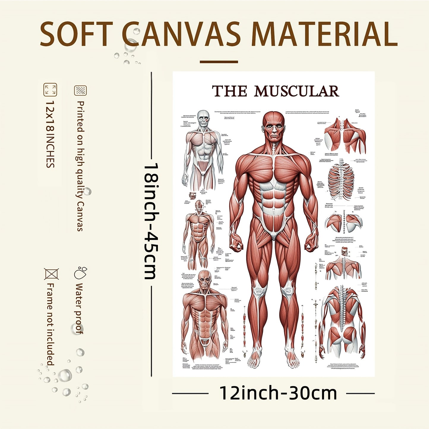 Human Muscular System Poster