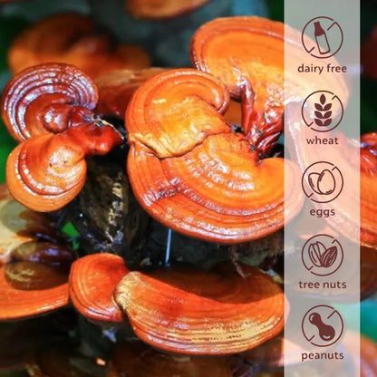 Reishi Capsules