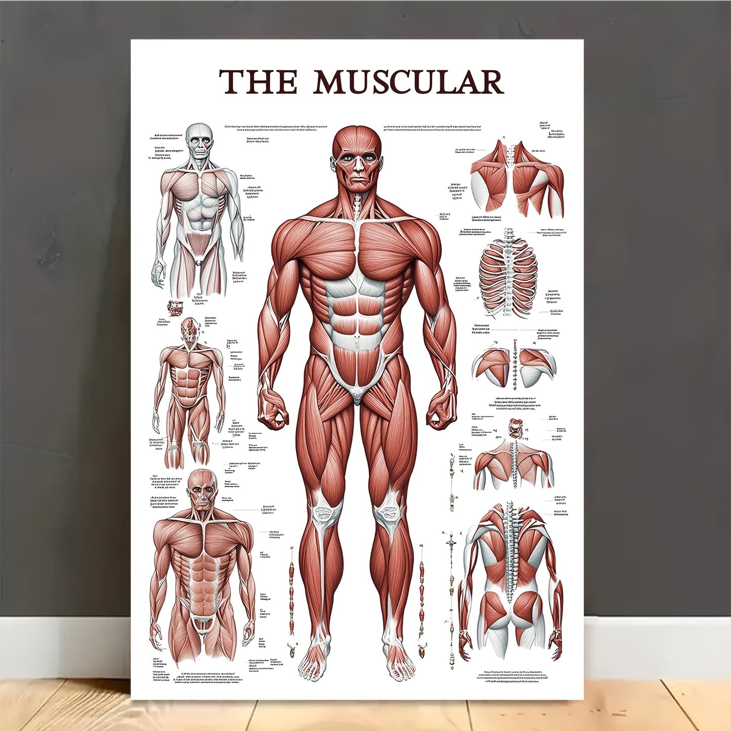 Human Muscular System Poster