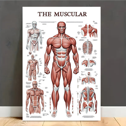 Human Muscular System Poster